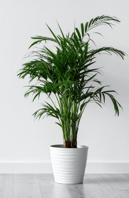 Areca palm - TVM Times – Trusted News, Clear Vision & Latest Updates Top Indoor Plants to Enhance Air Quality and Respiratory Health