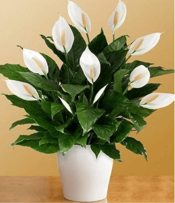 Magazine articles - 2025-10-23T113828820 - TVM Times – Trusted News, Clear Vision & Latest Updates Top Indoor Plants to Enhance Air Quality and Respiratory Health