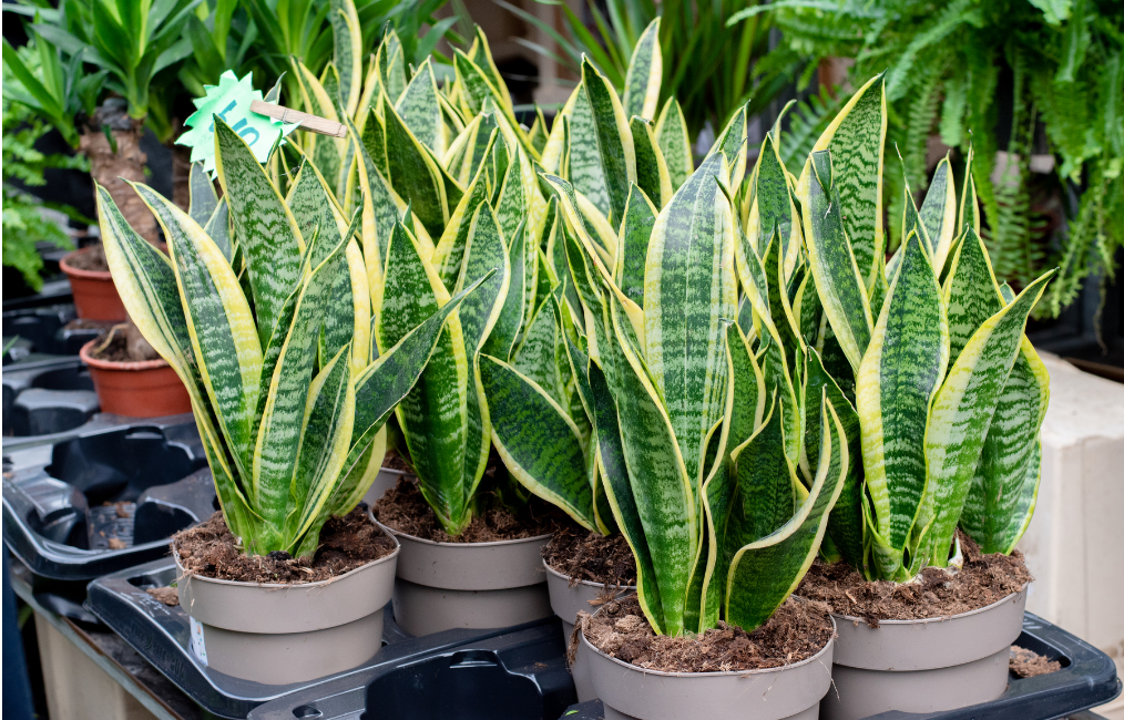 Magazine articles - 2025-10-23T114412640 - TVM Times – Trusted News, Clear Vision & Latest Updates Top Indoor Plants to Enhance Air Quality and Respiratory Health