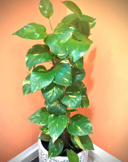 money plant - TVM Times – Trusted News, Clear Vision & Latest Updates Top Indoor Plants to Enhance Air Quality and Respiratory Health