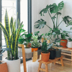 Breathe Easy Post-Diwali: Top Indoor Plants to Boost Air Quality and Respiratory Health
