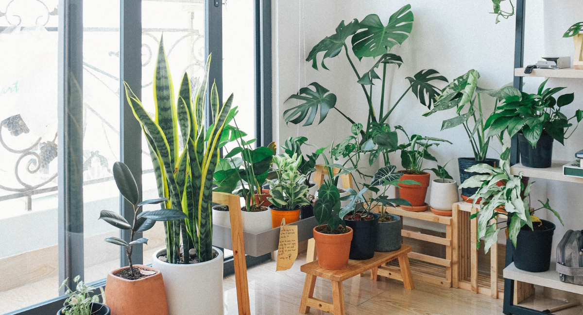 Magazine articles - 2025-10-23T124255557 - TVM Times – Trusted News, Clear Vision & Latest Updates Breathe Easy Post-Diwali: Top Indoor Plants to Boost Air Quality and Respiratory Health