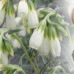 Ratanjot: The Herb That Heals Wounds Faster Than You Think