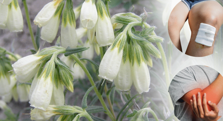 Ratanjot: The Herb That Heals Wounds Faster Than You Think