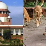 Supreme Court Orders Removal of Stray Dogs from Schools Colleges Hospitals and Bus Stands