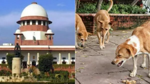 Supreme Court Orders Removal of Stray Dogs from Schools Colleges Hospitals and Bus Stands
