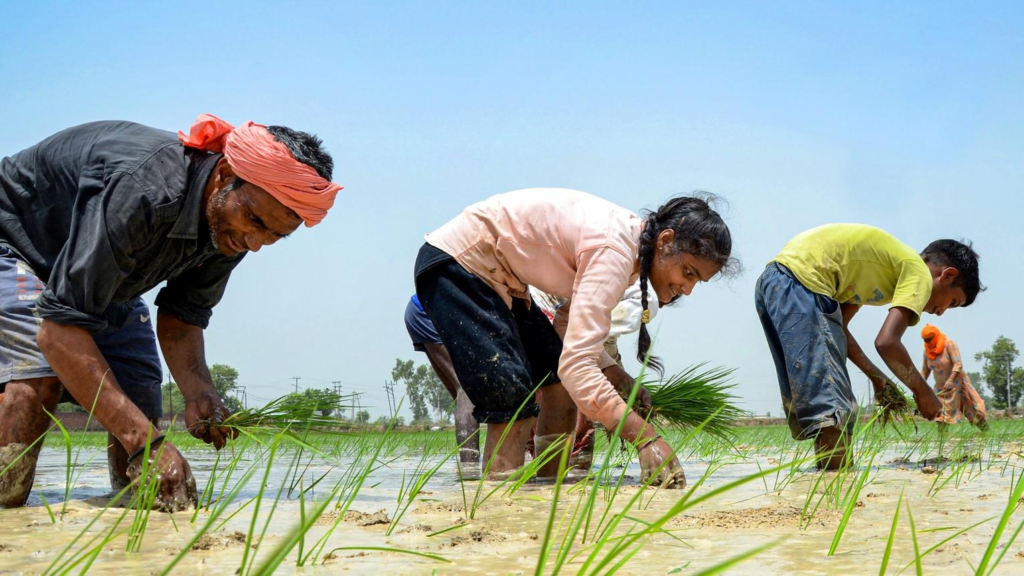 image - TVM Times – Trusted News, Clear Vision & Latest Updates Heatwave Impact on Punjab Farmers